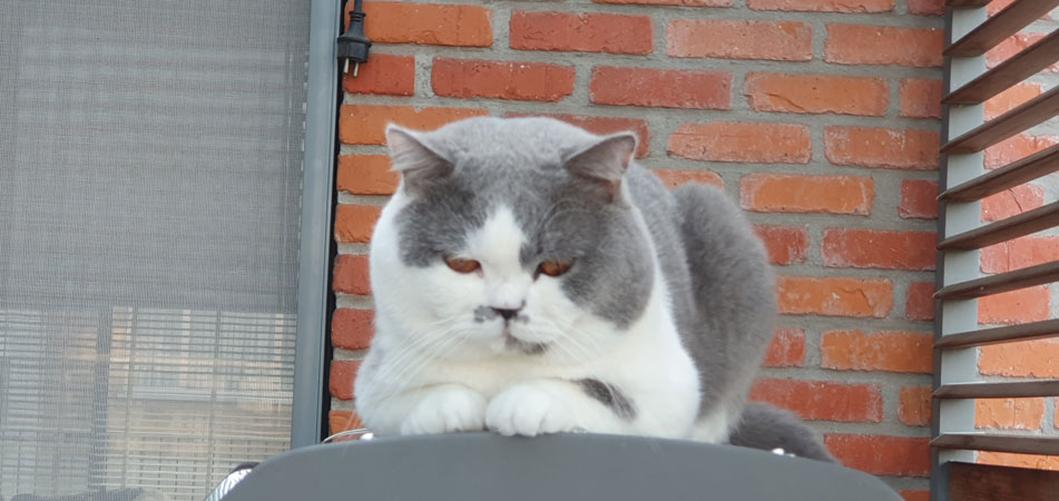 mooi kopje