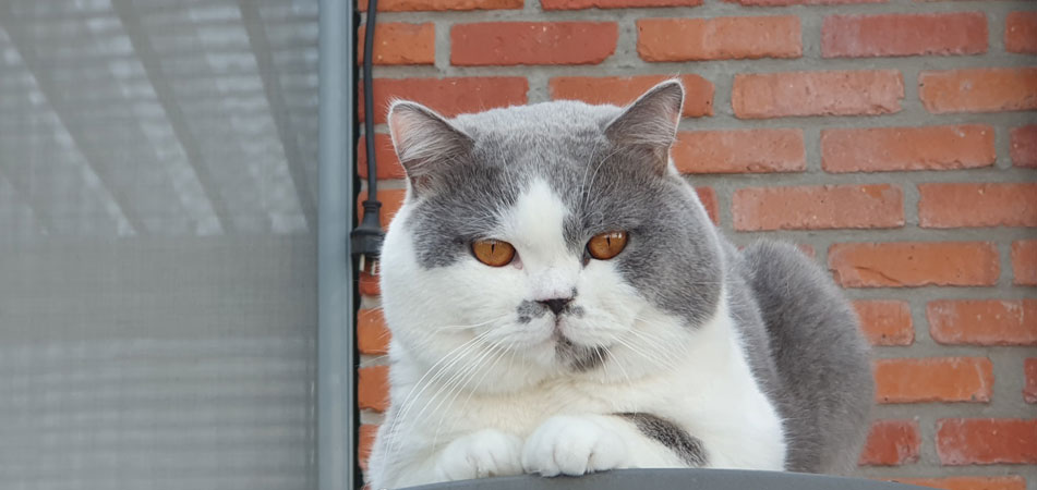 Blauw-wit