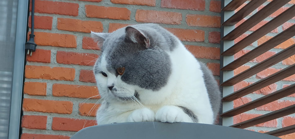 Mooie gast