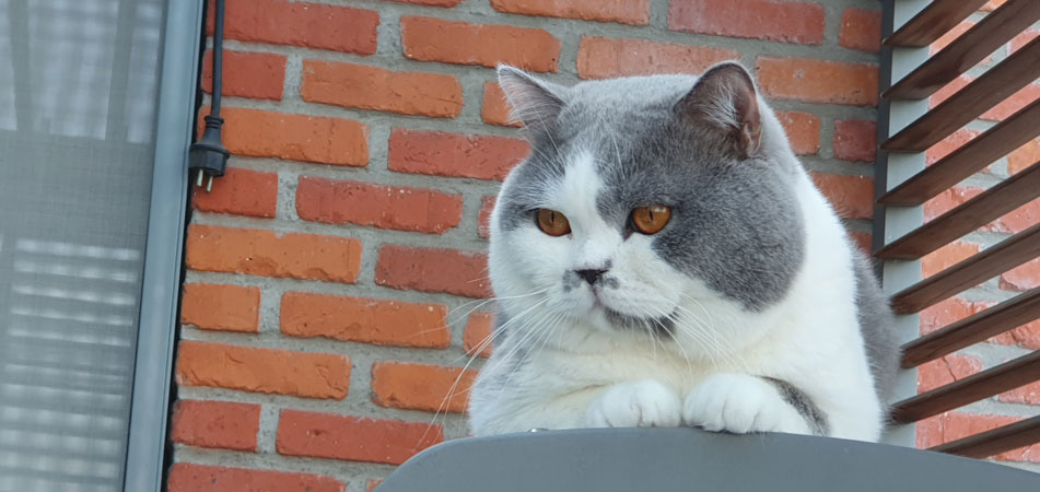 Lekker luiland