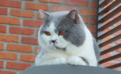 Poliene's Emiel