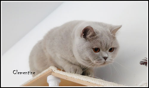 Poes Clementientje