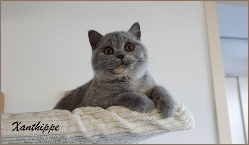 Poes Gotham Xanthippe alias Tiese